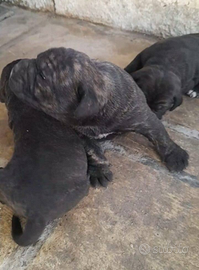 Cane corso