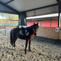 Pony 135 cm classe B