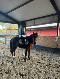 Pony 135 cm classe B