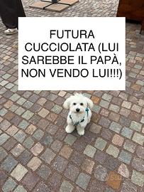 Futura cucciolata - milano
