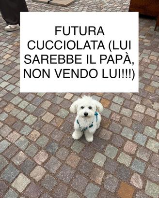 Futura cucciolata - milano