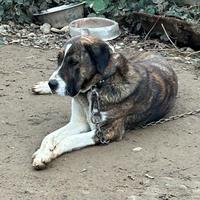 Pastore dell' Asia centrale