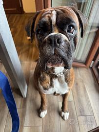 Boxer maschio per accoppiamento
