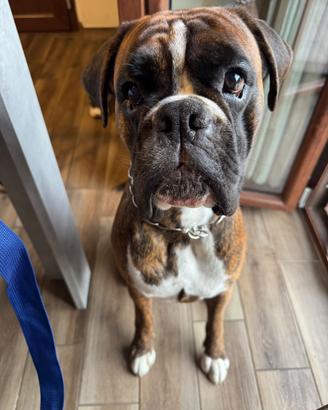 Boxer maschio per accoppiamento