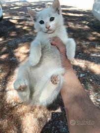 Gattina di circa 2 mesi