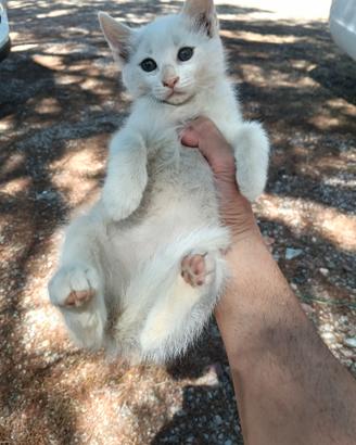 Gattina di circa 2 mesi