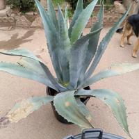agave