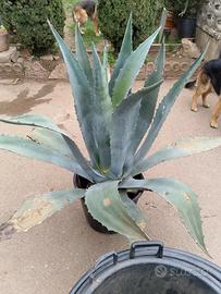 agave