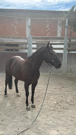 Doppio pony 145 garrese