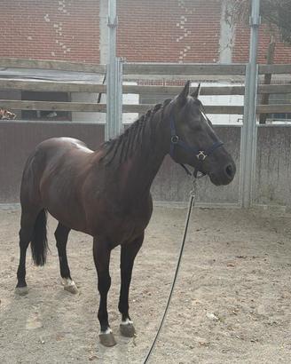 Doppio pony 145 garrese