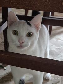 Pinko gattino 4 mesi