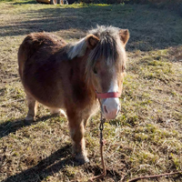Pony