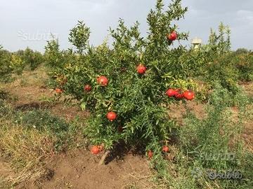 Piante di Melograno SENZA SEME SIFRI