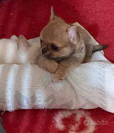 Chihuahua