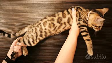 Cucciola di Gatto Bengala 4 mesi