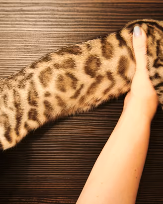 Cucciola di Gatto Bengala 4 mesi