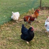 Galline Marans, Araucana e Olivegger