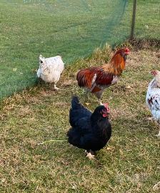 Galline Marans, Araucana e Olivegger