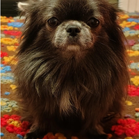 Chihuahua per monta. No vendita