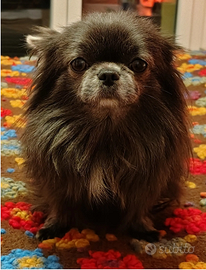 Chihuahua per monta. No vendita