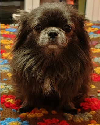 Chihuahua per monta. No vendita