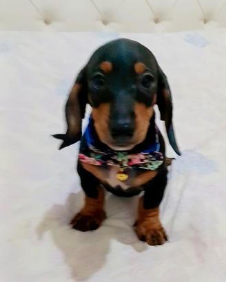Cuccioli di bassotto