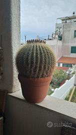 CACTUS CUSCINO DELLA SUOCERA