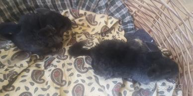 Cuccioli cincillà cincillini dark grey grigi