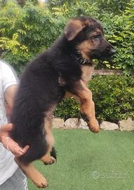 Cuccioli di pastore tedesco