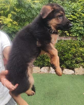 Cuccioli di pastore tedesco
