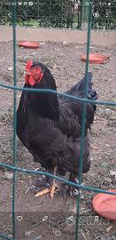 Gallo brahma
