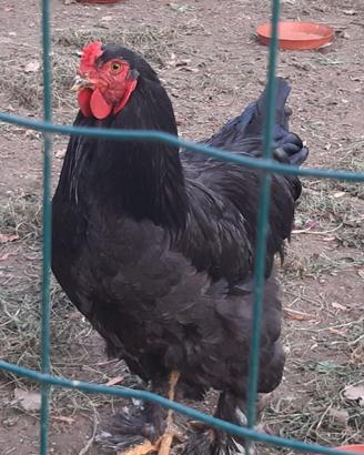 Gallo brahma