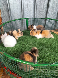 Conigli Testa di Leone