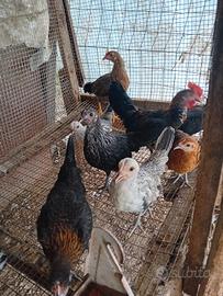 Galline nane