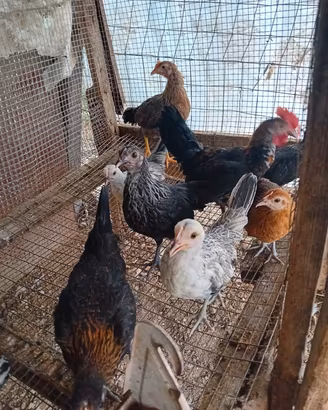 Galline nane