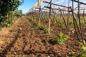 Terreno con Fabbricato Indipendente