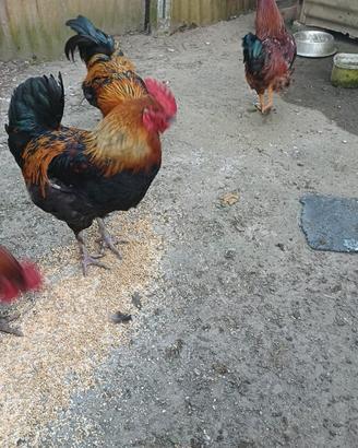 Gallo