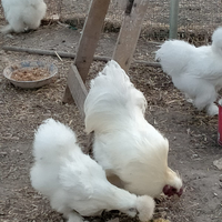 Uova di galline moroseta