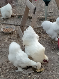 Uova di galline moroseta