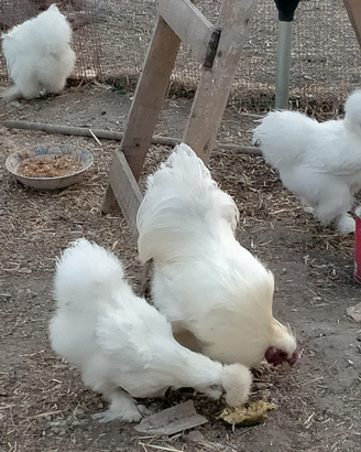 Uova di galline moroseta