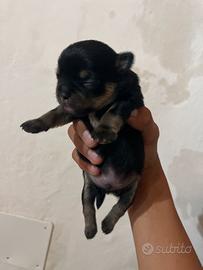 Chihuahua