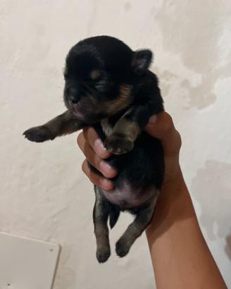 Chihuahua