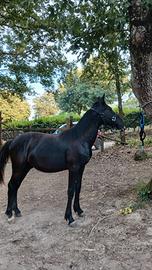 Cavallo Tolfetano