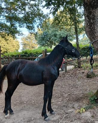Cavallo Tolfetano