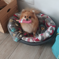 Spitz tedesco femmina