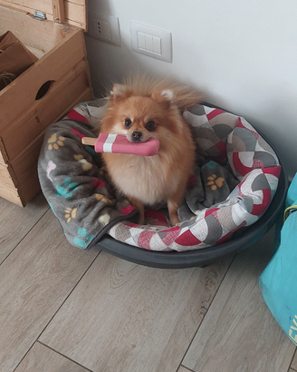 Spitz tedesco femmina