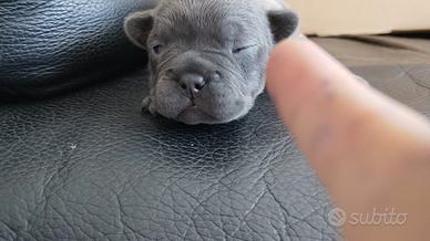 Cuccioli bulldog francese