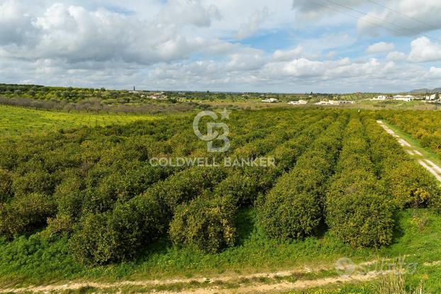 Terreno agricolo - Noto