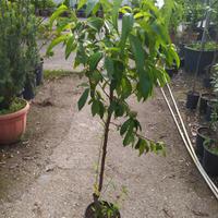 piante da frutto in vaso