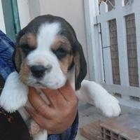 Cane beagle